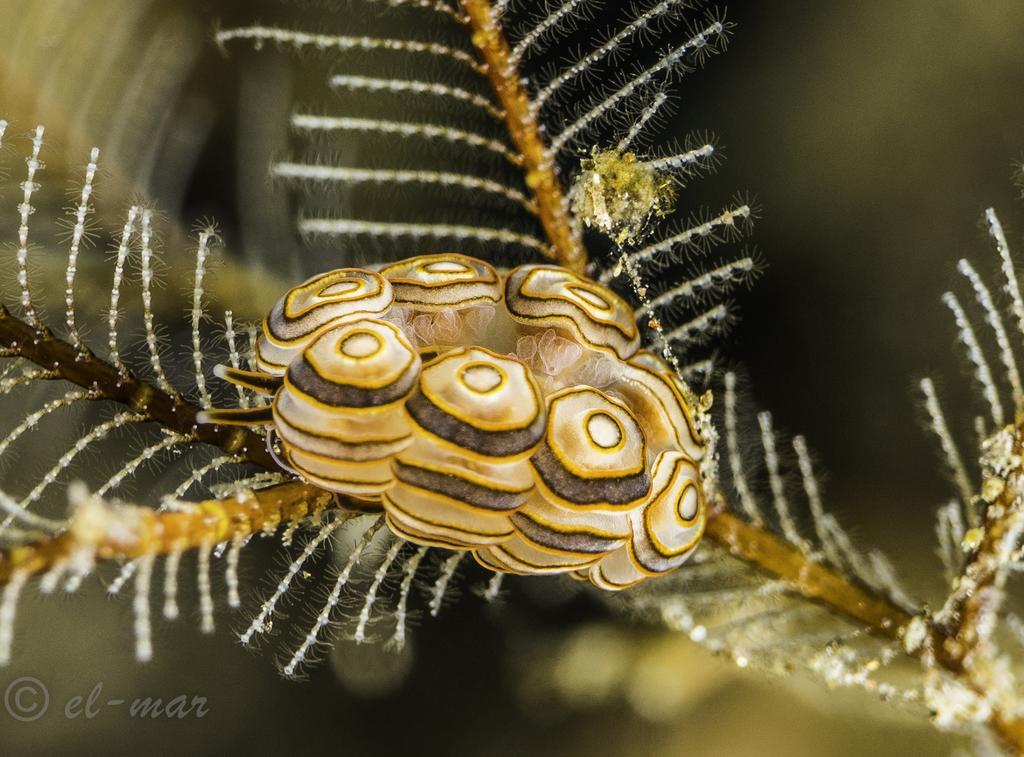 Kubu Indah Dive & Spa Resort Tulamben Kültér fotó