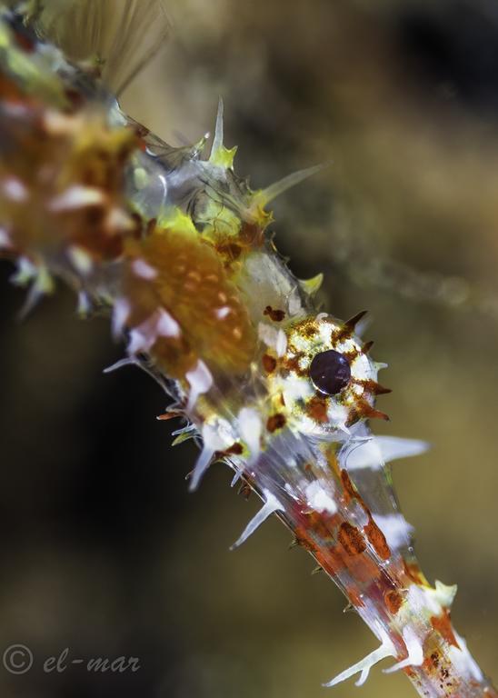 Kubu Indah Dive & Spa Resort Tulamben Kültér fotó